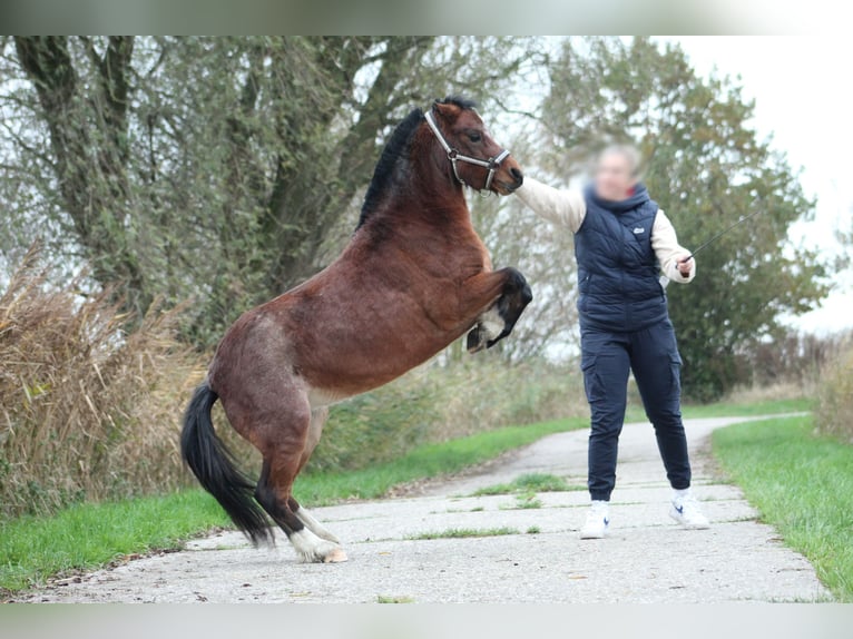 Welsh A (Mountain Pony) Mare 5 years 11,3 hh in Krummhörn Pilsum Welsh A (Mountain Pony) Mare 5 years 11,3 hh in Krummhörn Pilsum