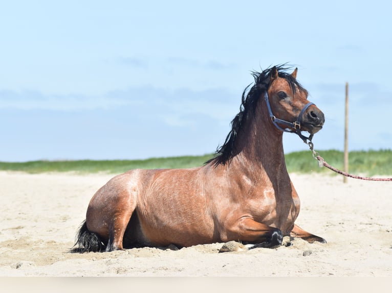 Welsh A (Mountain Pony) Mare 5 years 11,3 hh in Krummhörn Pilsum Welsh A (Mountain Pony) Mare 5 years 11,3 hh in Krummhörn Pilsum