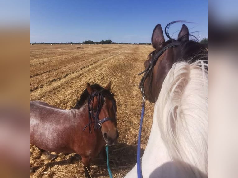 Welsh A (Mountain Pony) Mare 5 years 11,3 hh in Krummhörn Pilsum Welsh A (Mountain Pony) Mare 5 years 11,3 hh in Krummhörn Pilsum