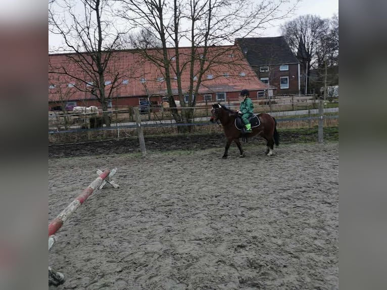 Welsh A (Mountain Pony) Mare 5 years 11,3 hh in Krummhörn Pilsum Welsh A (Mountain Pony) Mare 5 years 11,3 hh in Krummhörn Pilsum