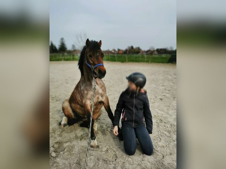 Welsh A (Mountain Pony) Mare 5 years 11,3 hh in Krummhörn Pilsum Welsh A (Mountain Pony) Mare 5 years 11,3 hh in Krummhörn Pilsum