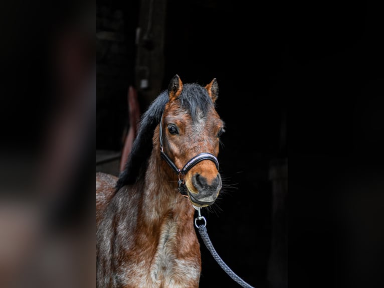 Welsh A (Mountain Pony) Mare 5 years 11,3 hh in Krummhörn Pilsum Welsh A (Mountain Pony) Mare 5 years 11,3 hh in Krummhörn Pilsum