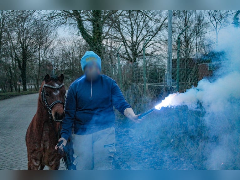 Welsh A (Mountain Pony) Mare 5 years 11,3 hh in Krummhörn Pilsum Welsh A (Mountain Pony) Mare 5 years 11,3 hh in Krummhörn Pilsum