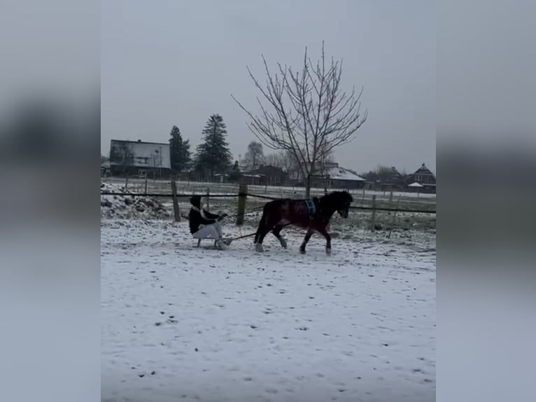 Welsh A (Mountain Pony) Mare 5 years 11,3 hh in Krummhörn Pilsum Welsh A (Mountain Pony) Mare 5 years 11,3 hh in Krummhörn Pilsum