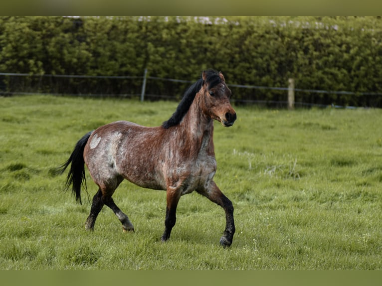 Welsh A (Mountain Pony) Mare 5 years 11,3 hh in Krummhörn Pilsum Welsh A (Mountain Pony) Mare 5 years 11,3 hh in Krummhörn Pilsum