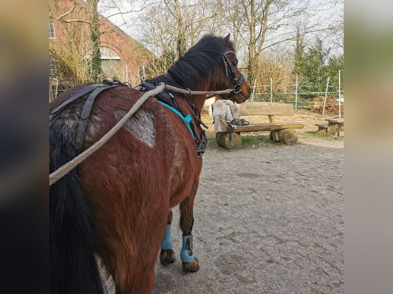 Welsh A (Mountain Pony) Mare 5 years 11,3 hh in Krummhörn Pilsum Welsh A (Mountain Pony) Mare 5 years 11,3 hh in Krummhörn Pilsum