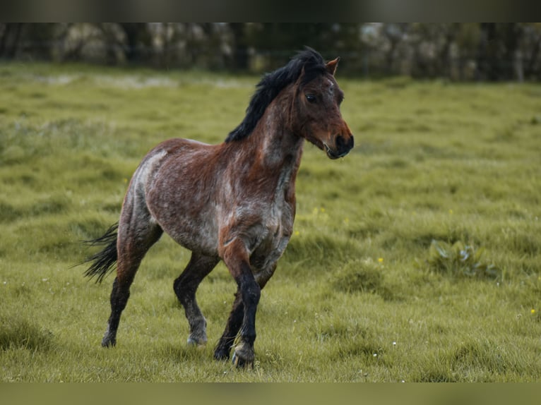 Welsh A (Mountain Pony) Mare 5 years 11,3 hh in Krummhörn Pilsum Welsh A (Mountain Pony) Mare 5 years 11,3 hh in Krummhörn Pilsum