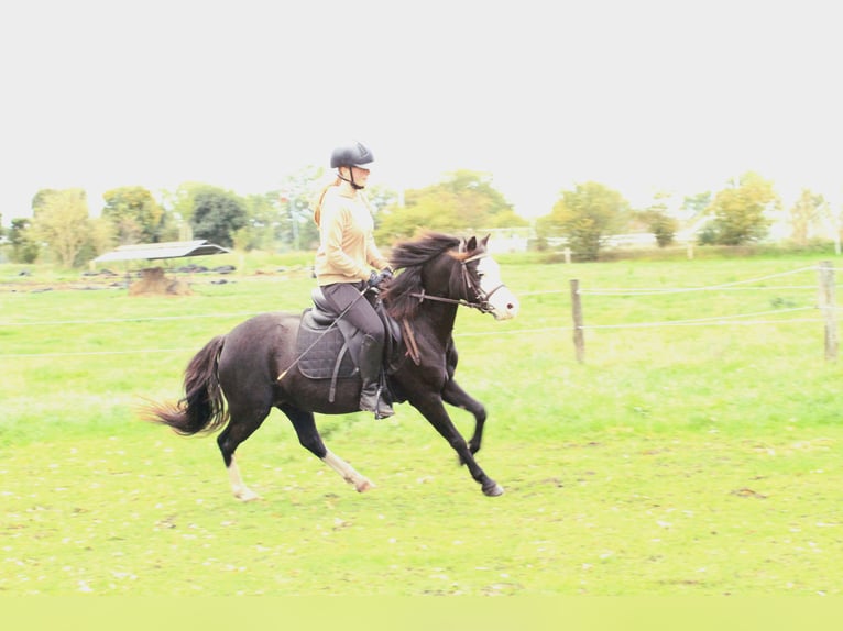 Welsh A (Mountain Pony) Mare 5 years 12 hh Black in Friedeburg