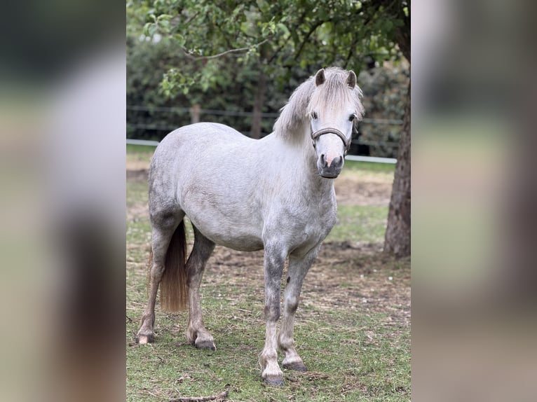 Welsh A (Mountain Pony) Mare 5 years 12 hh Grey-Dapple in Menslage