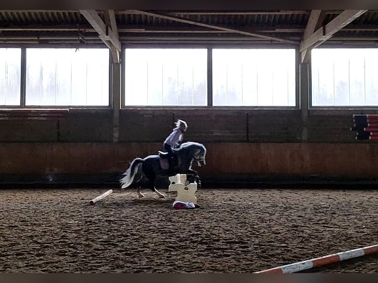 Welsh A (Mountain Pony) Mare 5 years 12 hh Grey-Dark-Tan in Schwalmstadt