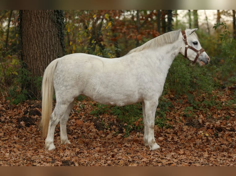 Welsh A (Mountain Pony) Mare 5 years 12 hh Grey in Aalten