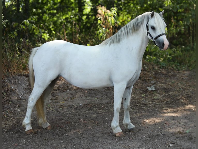 Welsh A (Mountain Pony) Mare 6 years 11.1 hh Grey in Aalten