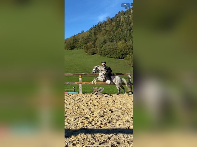 Welsh A (Mountain Pony) Mare 6 years 11.2 hh Grey in Ramsau bei Hainfeld