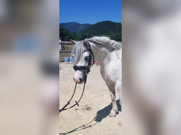 Welsh A (Mountain Pony) Mare 6 years 11.2 hh Grey in Ramsau bei Hainfeld