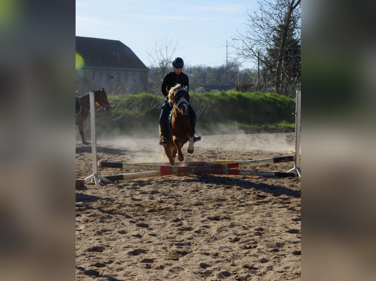 Welsh A (Mountain Pony) Mare 6 years 11.3 hh Chestnut-Red in Colditz