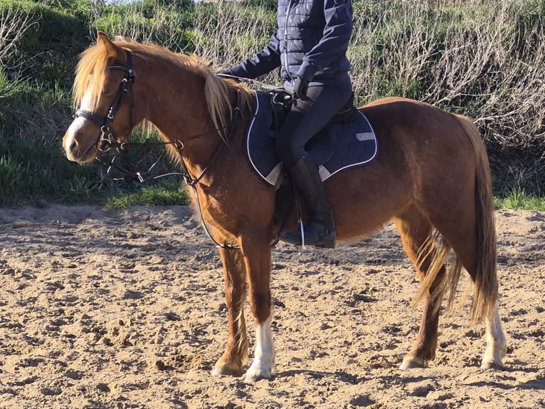Welsh A (Mountain Pony) Mare 6 years 11.3 hh Chestnut-Red in Colditz