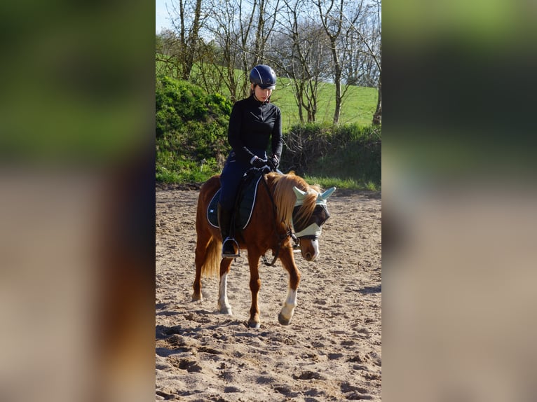 Welsh A (Mountain Pony) Mare 6 years 11.3 hh Chestnut-Red in Colditz