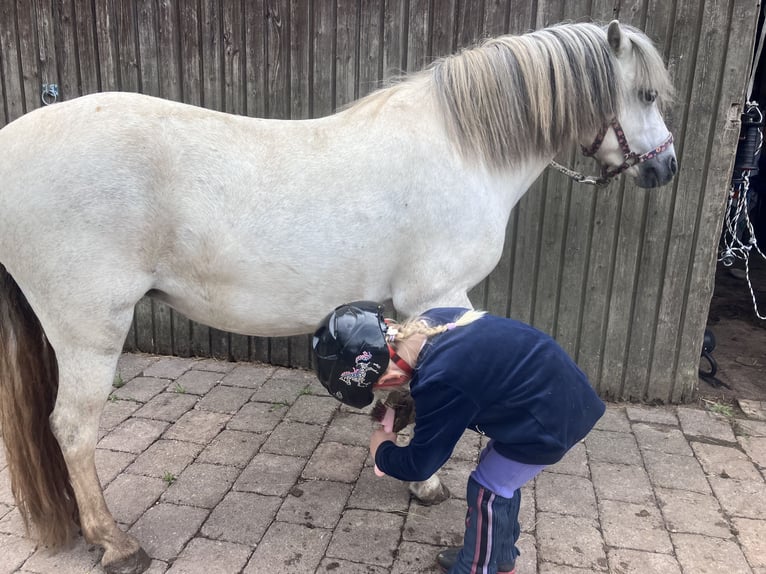 Welsh A (Mountain Pony) Mix Mare 6 years 11 hh Grey in Weinsberg