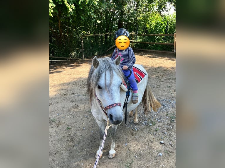 Welsh A (Mountain Pony) Mix Mare 6 years 11 hh Grey in Weinsberg