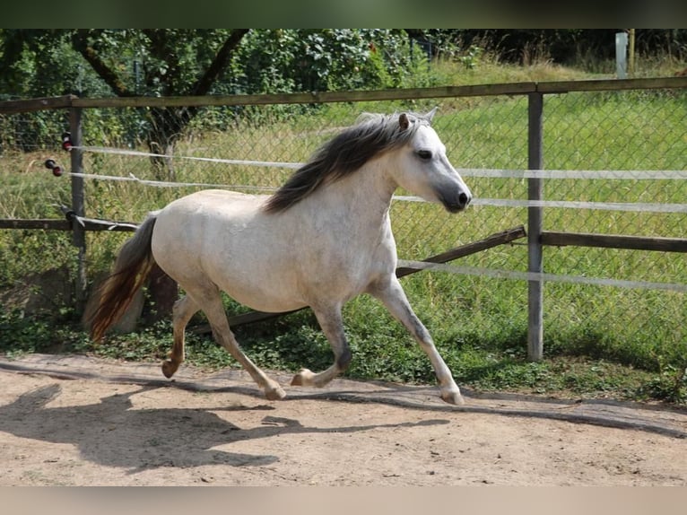 Welsh A (Mountain Pony) Mix Mare 6 years 11 hh Grey in Weinsberg