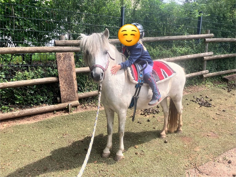 Welsh A (Mountain Pony) Mix Mare 6 years 11 hh Grey in Weinsberg