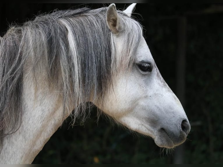 Welsh A (Mountain Pony) Mix Mare 6 years 11 hh Grey in Weinsberg