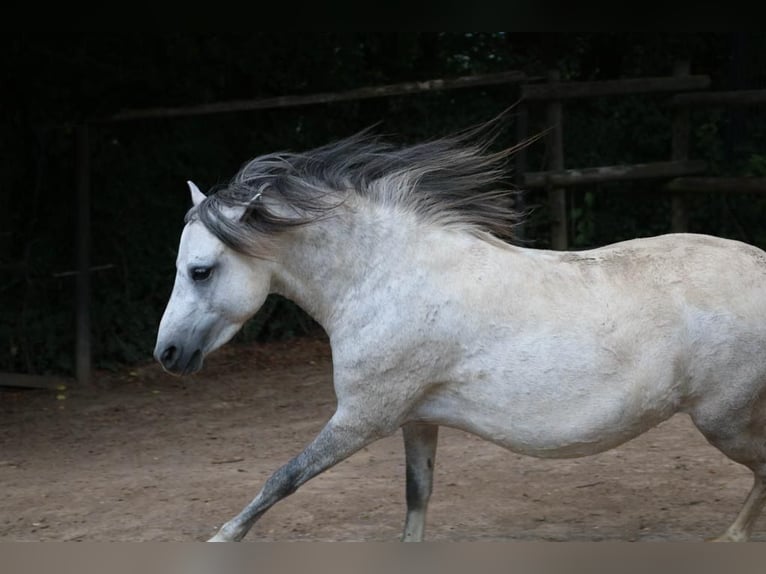 Welsh A (Mountain Pony) Mix Mare 6 years 11 hh Grey in Weinsberg