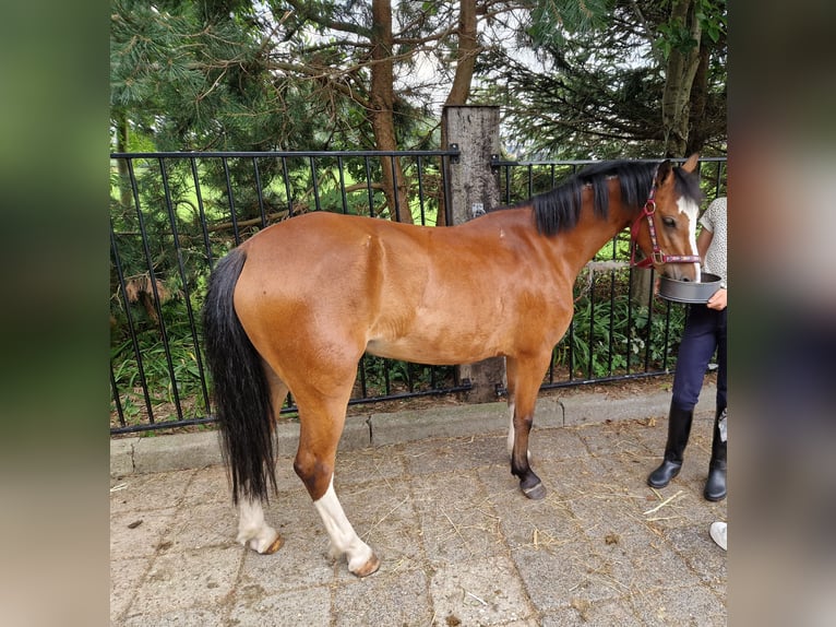 Welsh A (Mountain Pony) Mare 6 years 11,1 hh Brown in Staphorst