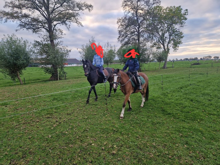 Welsh A (Mountain Pony) Mare 6 years 11,1 hh Brown in Staphorst