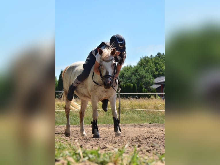 Welsh A (Mountain Pony) Mare 6 years 11,1 hh Leopard-Piebald in Poznań