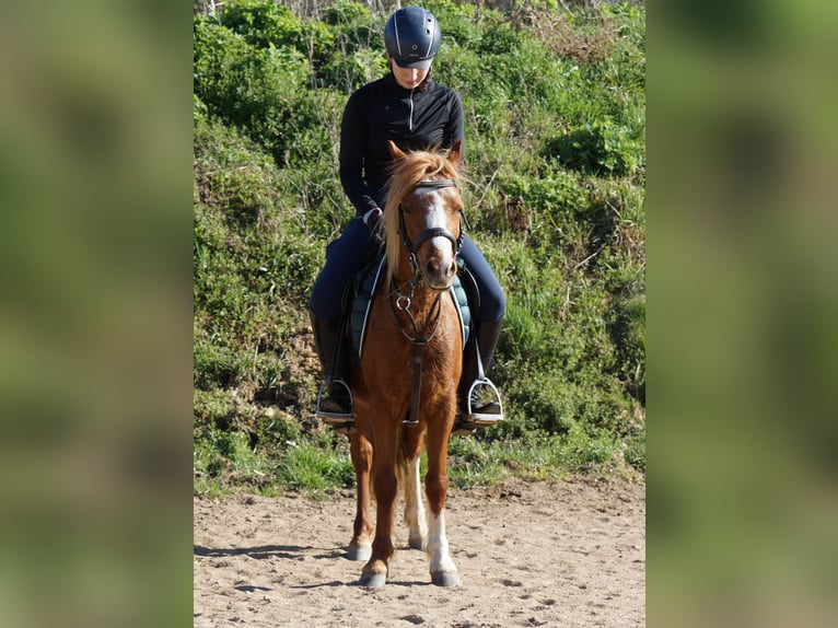Welsh A (Mountain Pony) Mare 6 years 11,3 hh Chestnut-Red in Colditz