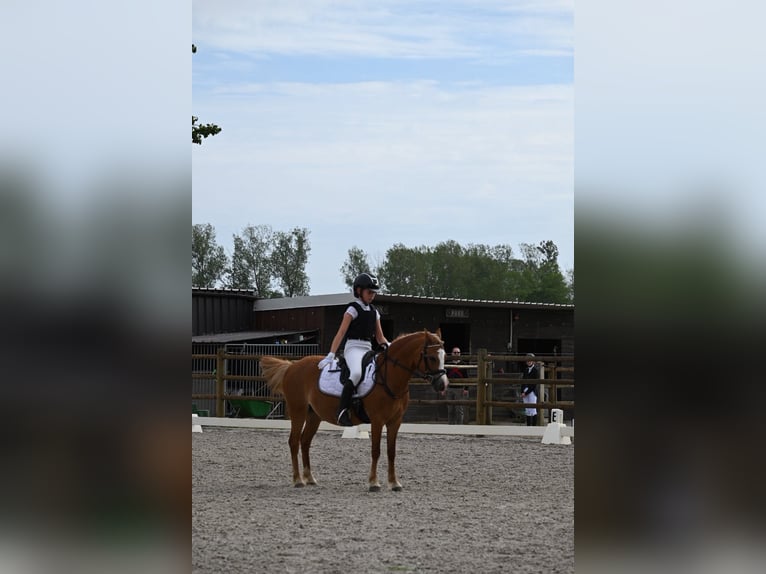 Welsh A (Mountain Pony) Mare 6 years 12 hh Chestnut-Red in Haasdonk
