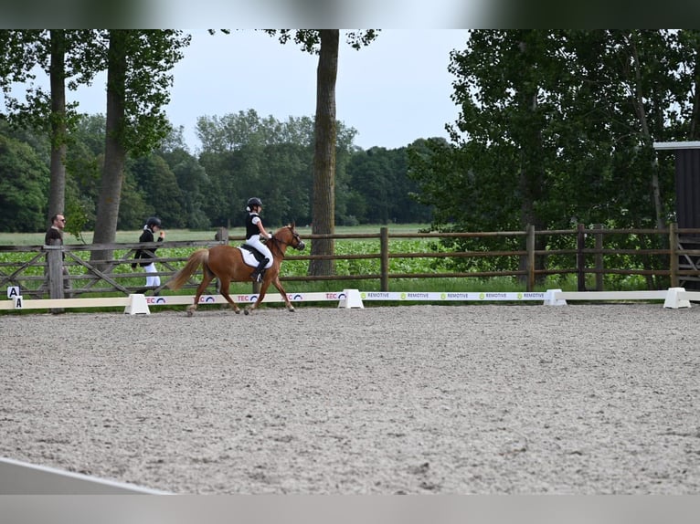 Welsh A (Mountain Pony) Mare 6 years 12 hh Chestnut-Red in Haasdonk