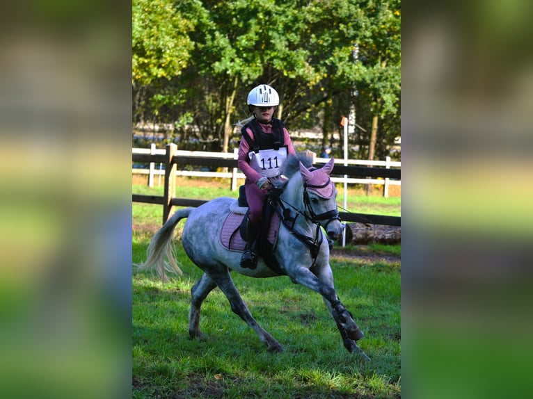 Welsh A (Mountain Pony) Mare 6 years 12 hh Grey in Nieuw Namen