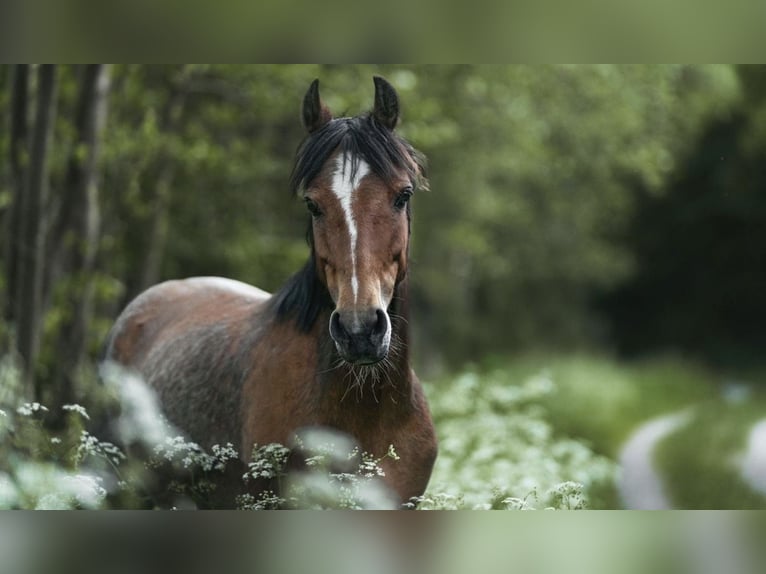 Welsh A (Mountain Pony) Mare 6 years 12,1 hh in Dormagen