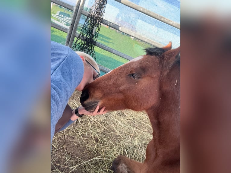 Welsh A (Mountain Pony) Mare 6 years 12,1 hh in Dormagen