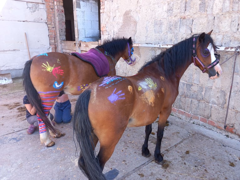 Welsh A (Mountain Pony) Mare 7 years 11,1 hh Brown in Amt Wachsenburg