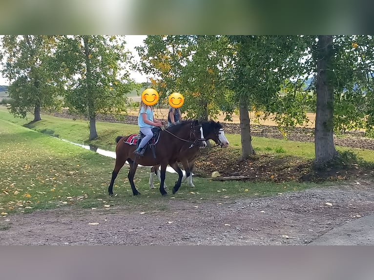 Welsh A (Mountain Pony) Mare 7 years 11,1 hh Brown in Amt Wachsenburg