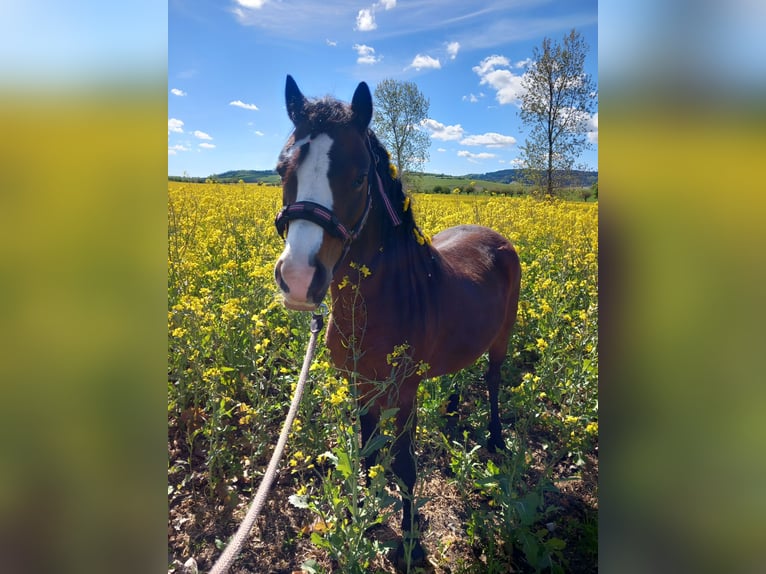 Welsh A (Mountain Pony) Mare 7 years 11,1 hh Brown in Amt Wachsenburg