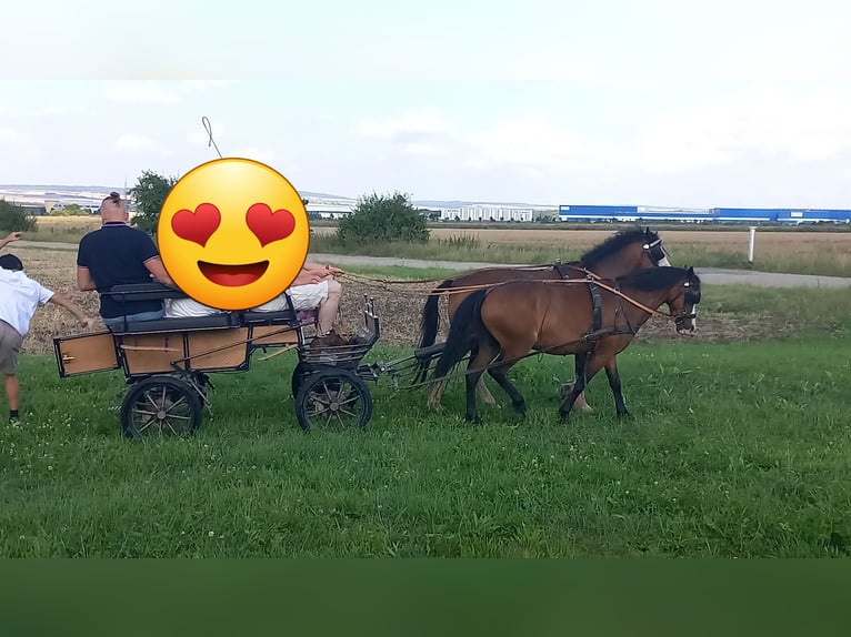 Welsh A (Mountain Pony) Mare 7 years 11,1 hh Brown in Amt Wachsenburg