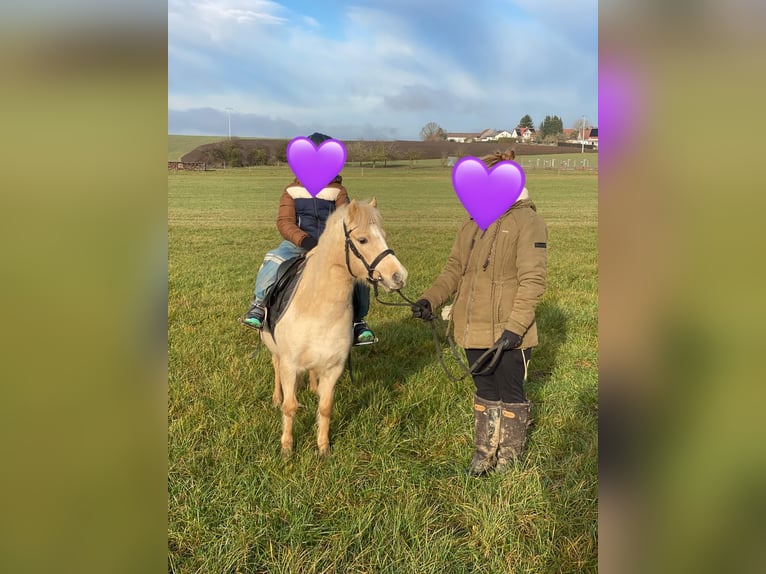 Welsh A (Mountain Pony) Mare 7 years 11,2 hh Palomino in Deuerling