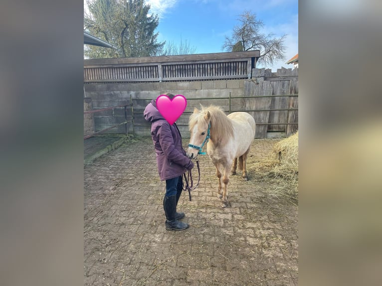 Welsh A (Mountain Pony) Mare 7 years 11,2 hh Palomino in Deuerling