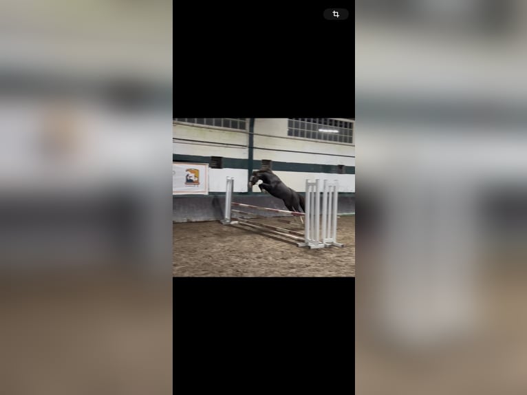 Welsh A (Mountain Pony) Mare 7 years 12 hh Bay-Dark in Asturias