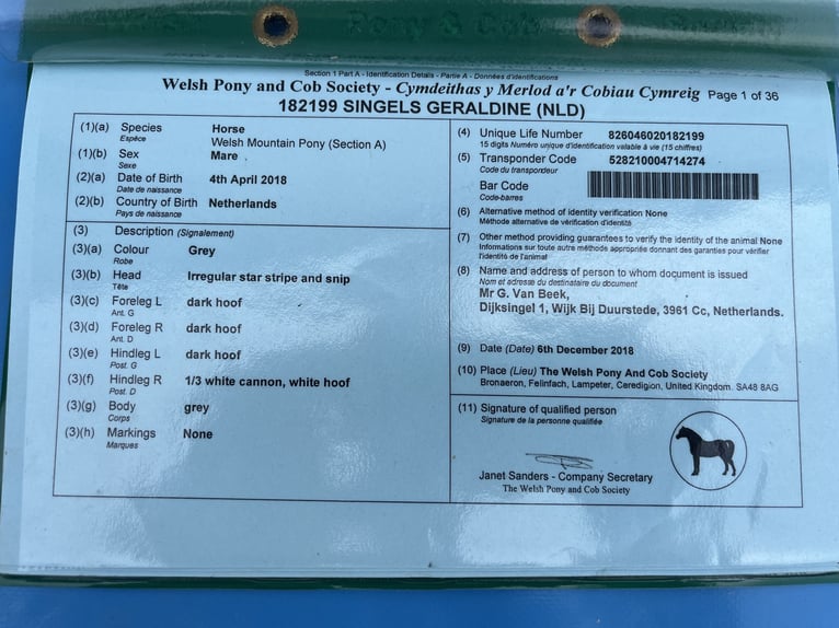 Welsh A (Mountain Pony) Mare 7 years 12 hh Gray-Dark-Tan in Erkrath