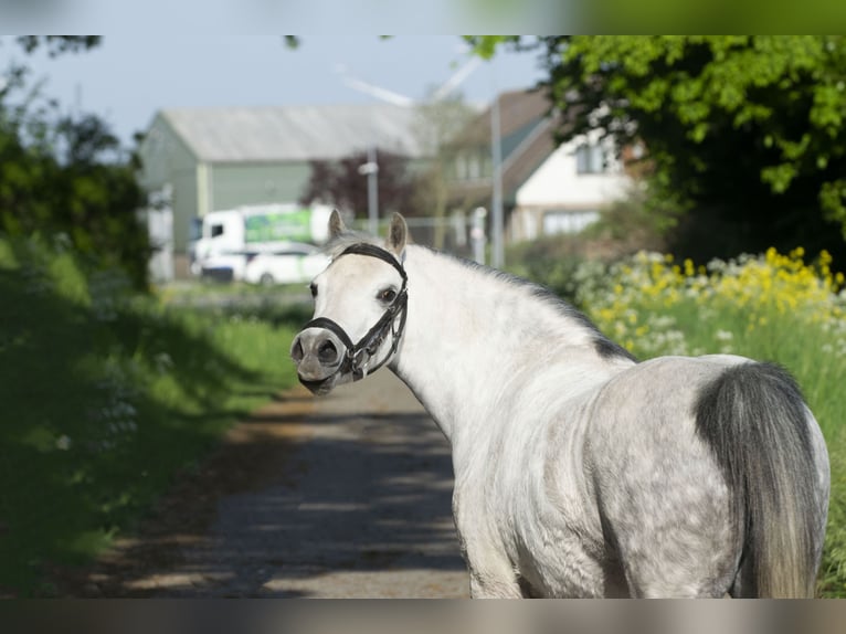 Welsh A (Mountain Pony) Mare 7 years 12 hh Gray in Middelharnis