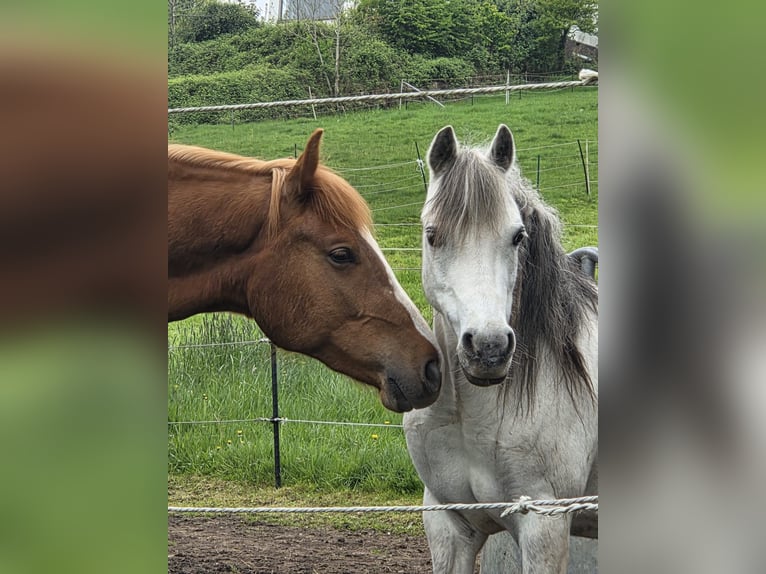 Welsh A (Mountain Pony) Mare 7 years 12 hh Gray in B&#xFC;ckeburg