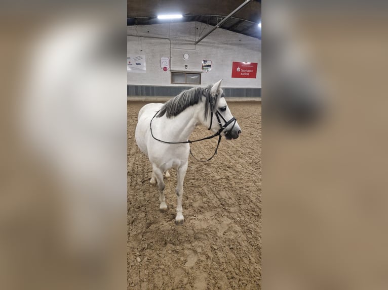 Welsh A (Mountain Pony) Mare 7 years 12 hh Grey in Krefeld