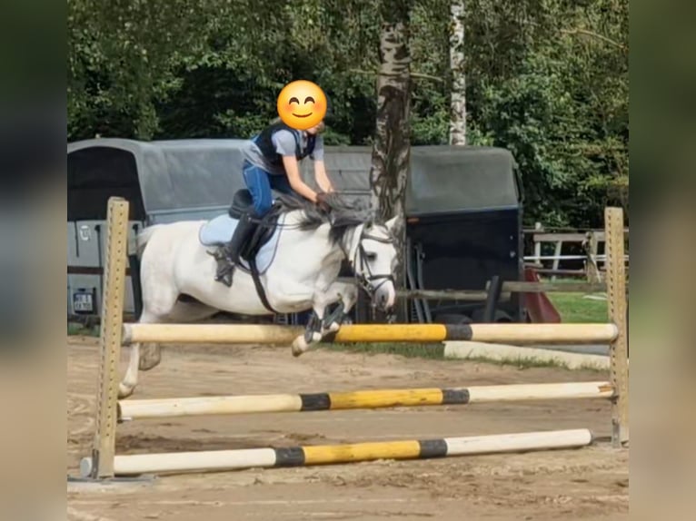 Welsh A (Mountain Pony) Mare 7 years 12 hh Grey in Krefeld