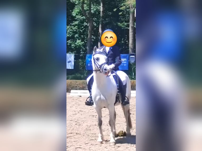 Welsh A (Mountain Pony) Mare 7 years 12 hh Grey in Krefeld