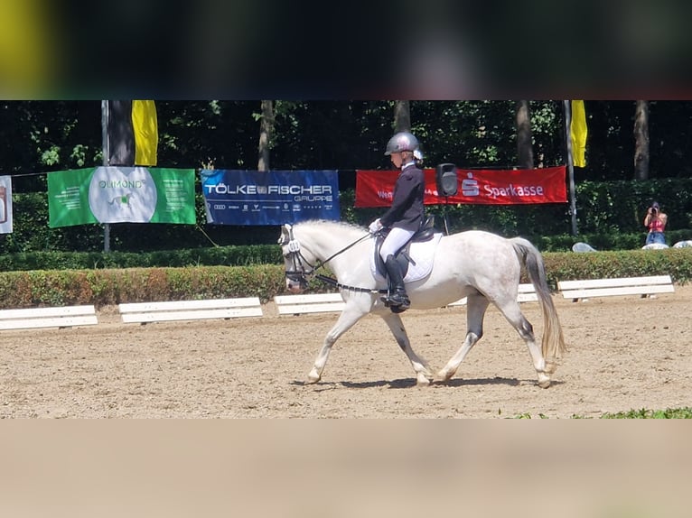 Welsh A (Mountain Pony) Mare 7 years 12 hh Grey in Krefeld